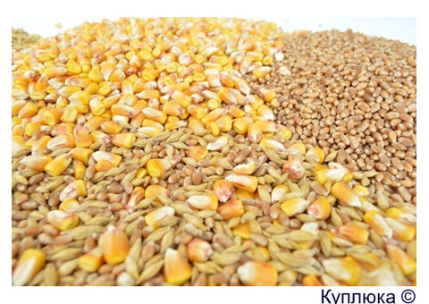 Продаем пшеницу, овес, ячмень, кукурузу