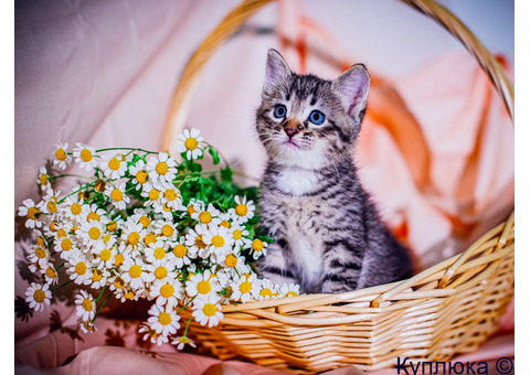 Котята шикарные