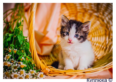 Котята шикарные