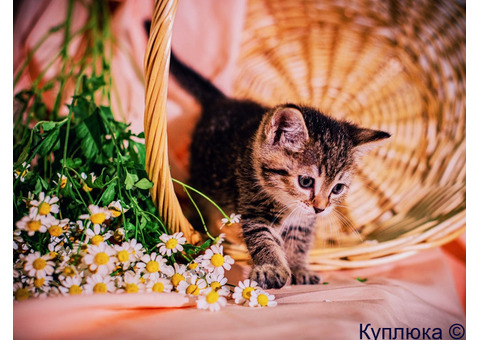 Котята шикарные