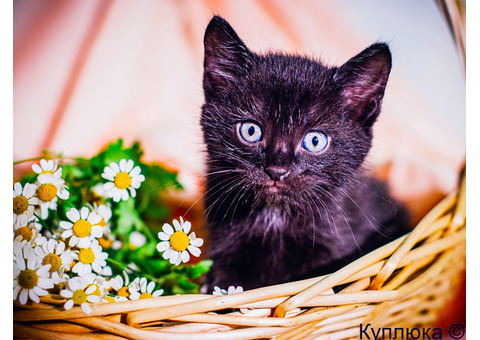 Котята шикарные