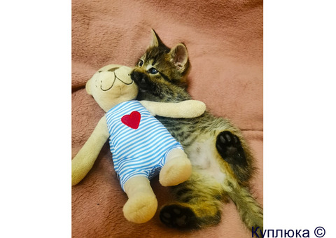 Котята в добрые руки