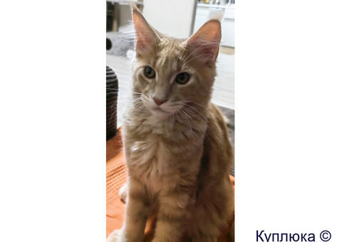 Котята мейн-кун