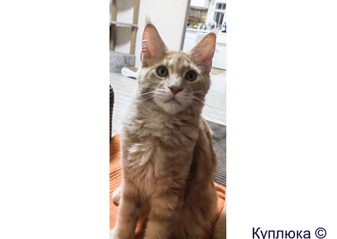 Котята мейн-кун