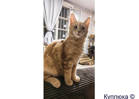 Котята мейн-кун