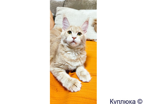 Котята мейн-кун