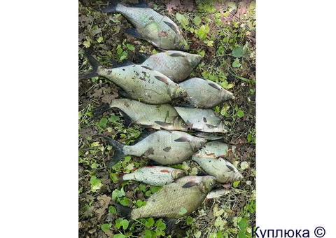 Рыбалка в условиях Дикой Природы на Оке в Калужской области