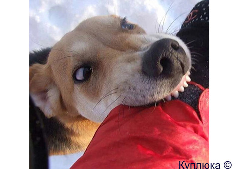 Услуги юриста при укусе собаки