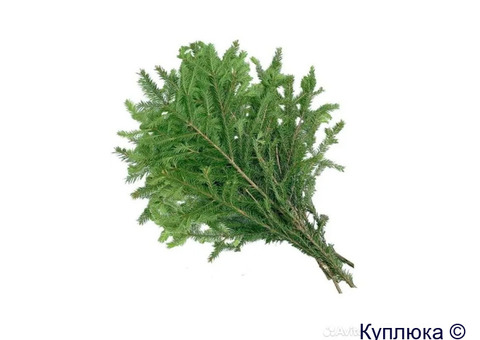 Куплю лапник можжевельника, сосны, ели, кедра, пихты